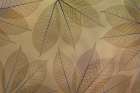 USA, Washington State, Seabeck. Pattern of skeletonized leaves. Art Print